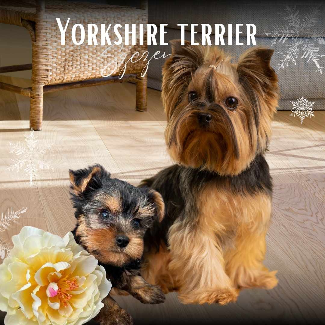 York terrier szczenie - 2