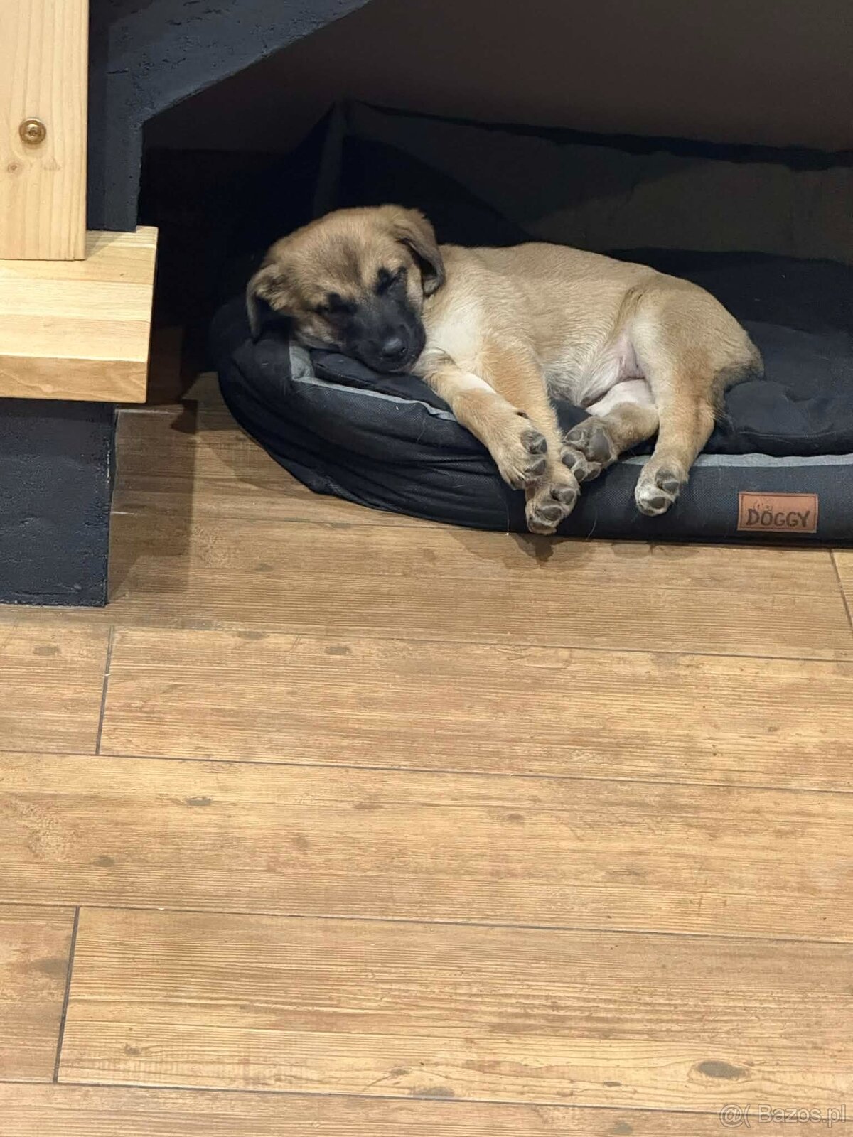 Oddam pieska samczyka - 2