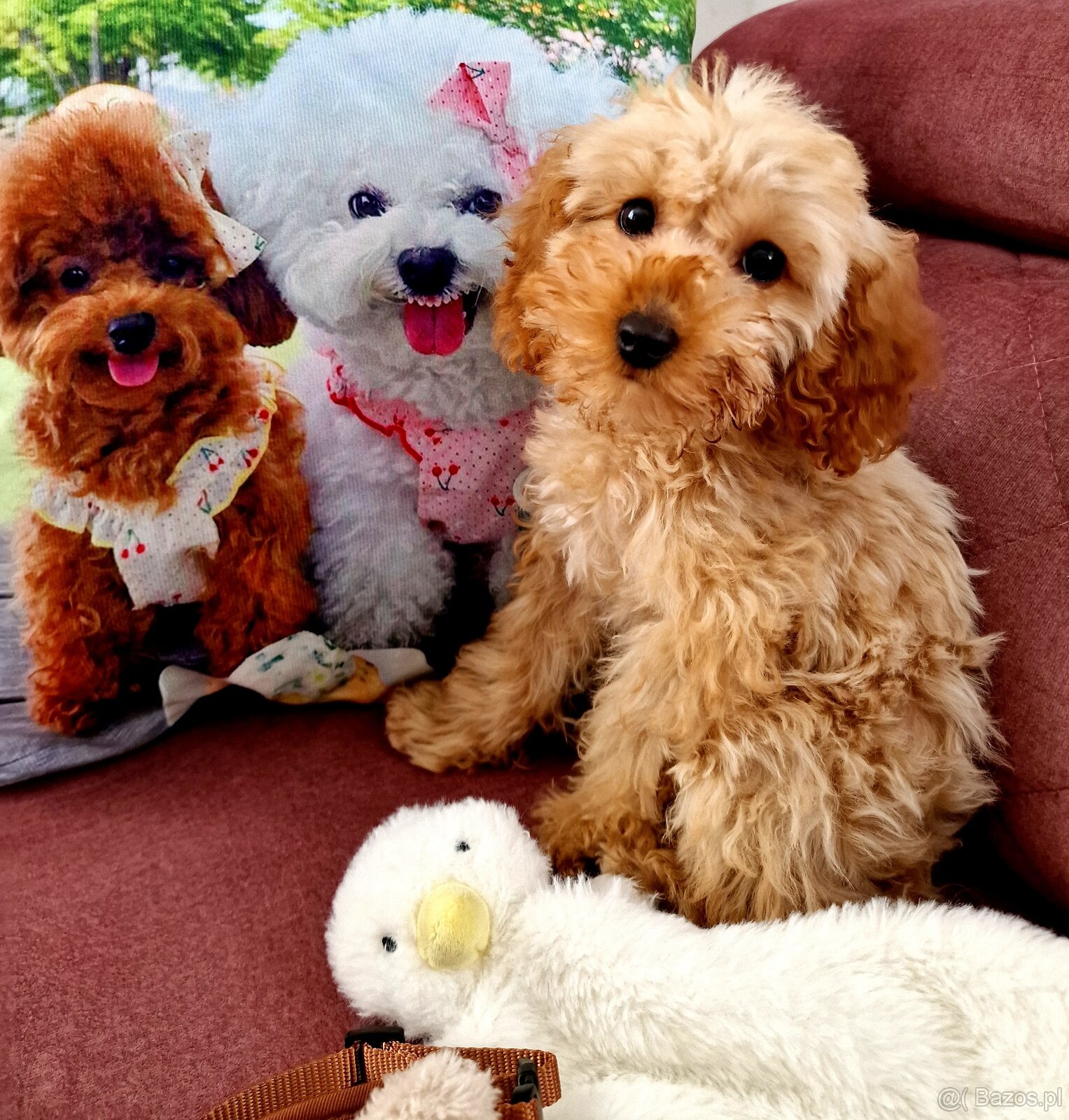 Unikatowy pudelek toy misio - 2