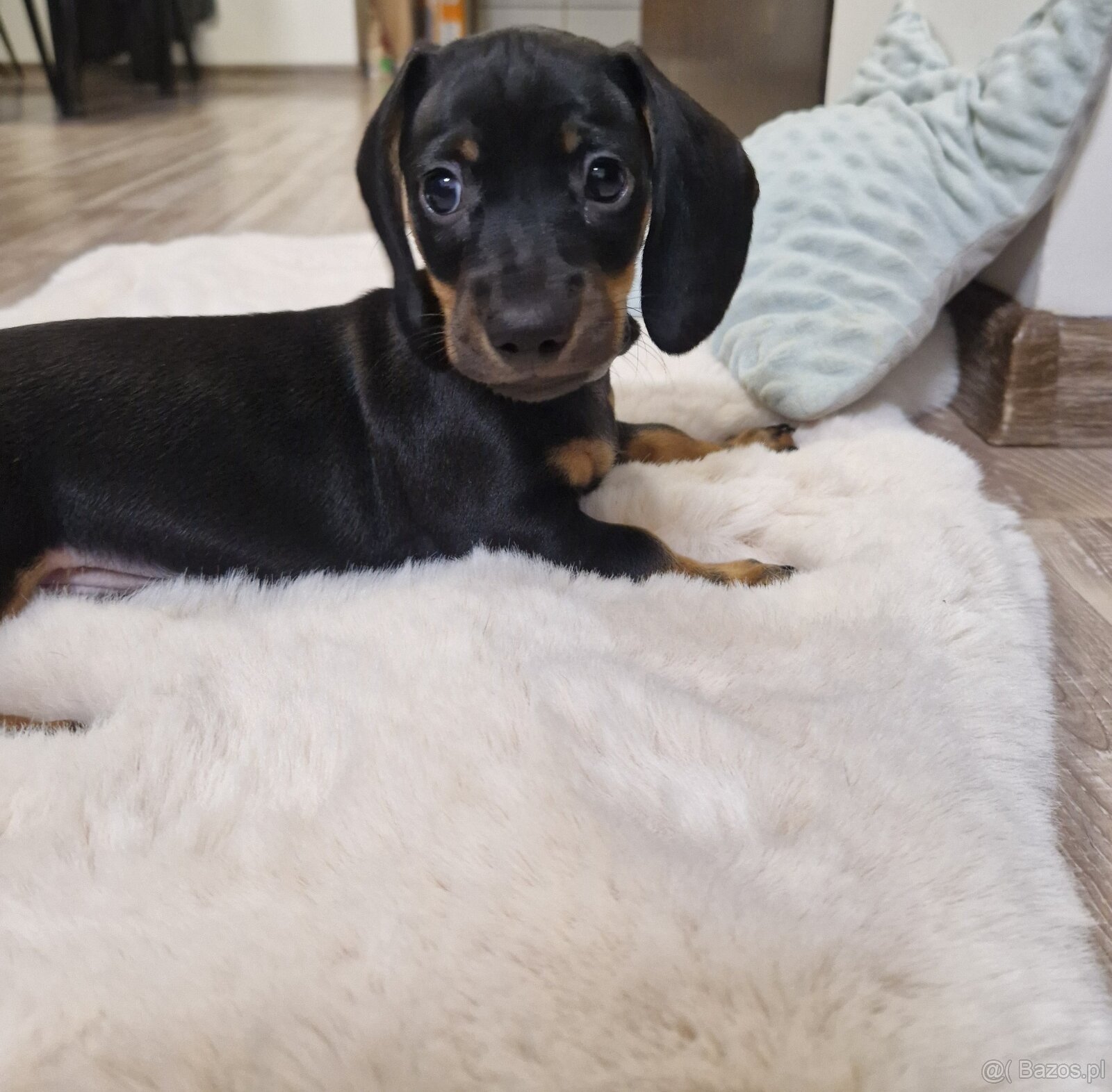 Szczeniak jamnik - 2