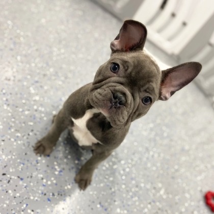 Französische Bulldogge Welpen..+43 678 70413678 - 2