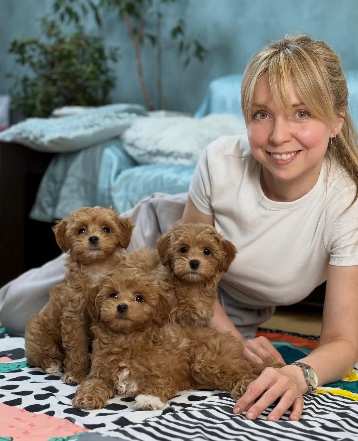 Śliczne szczenięta rasy Maltipoo do adopcji. - 2
