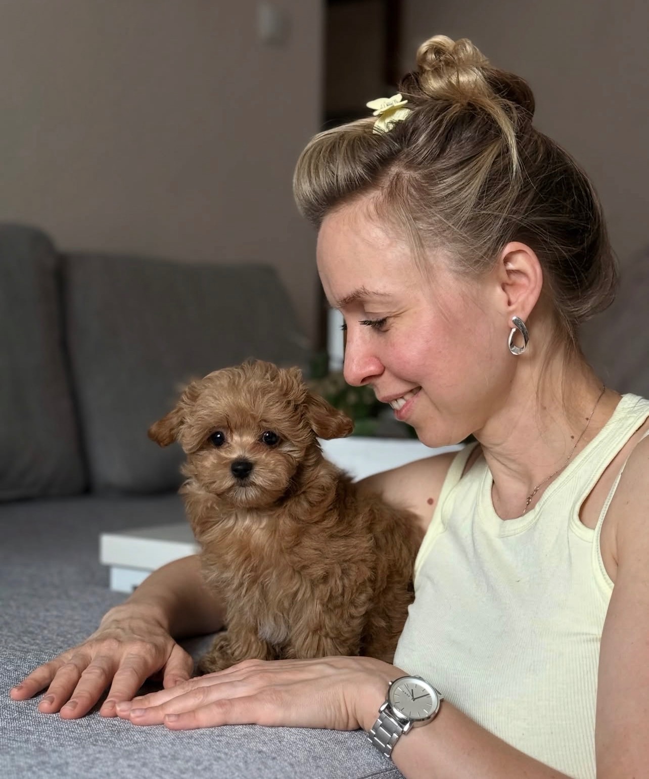 Dostępne szczenięta rasy Maltipoo (samce). - 2