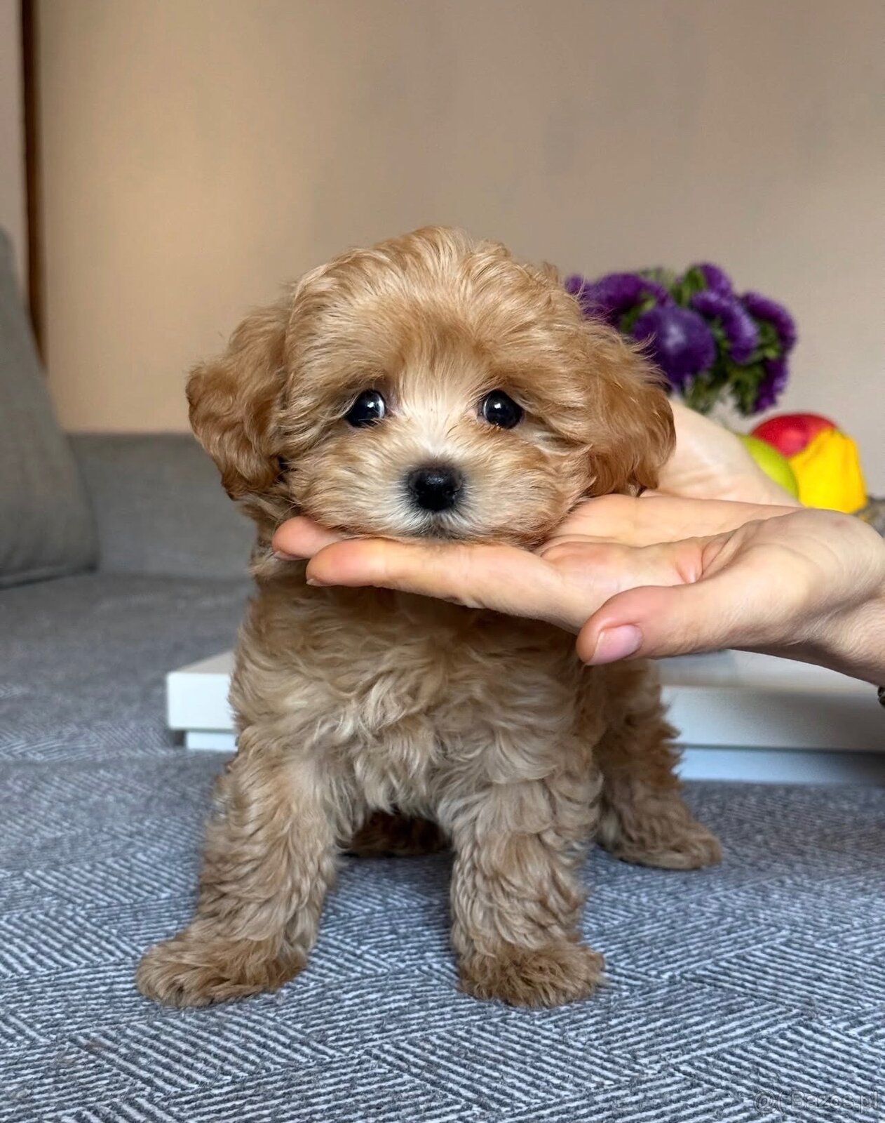 2 Szczenięta rasy Maltipoo szukają nowego domu. - 2
