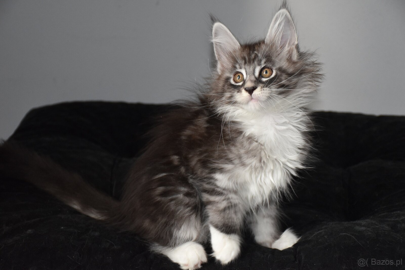 piękne kocięta maine coon - 2