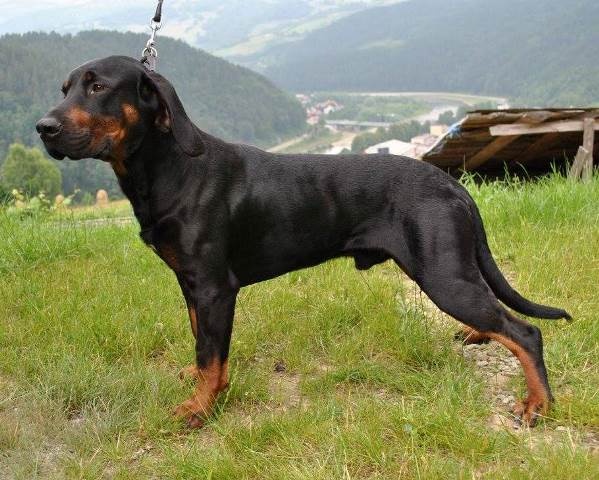 Reproduktory rasy GOŃCZY POLSKI użytkowe zapraszają suczki - 2