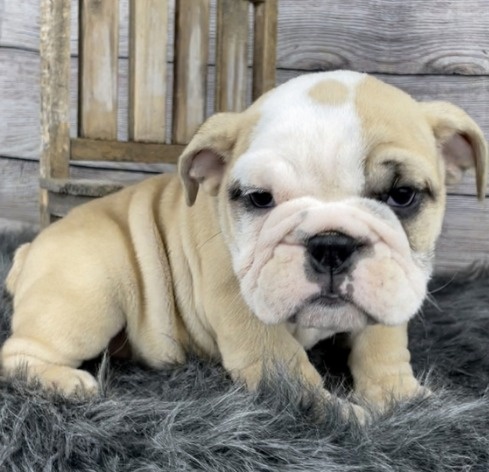 Englische Bulldoggenwelpen..+43 678 70413678. - 2