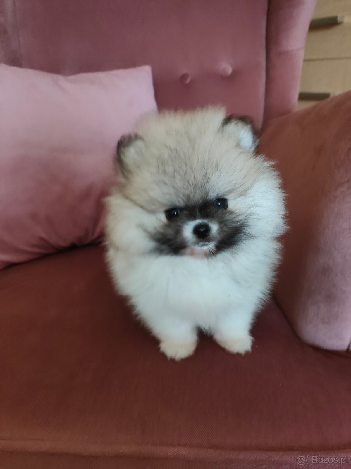 Szpic miniaturowy - pomeranian suczka mini - 2