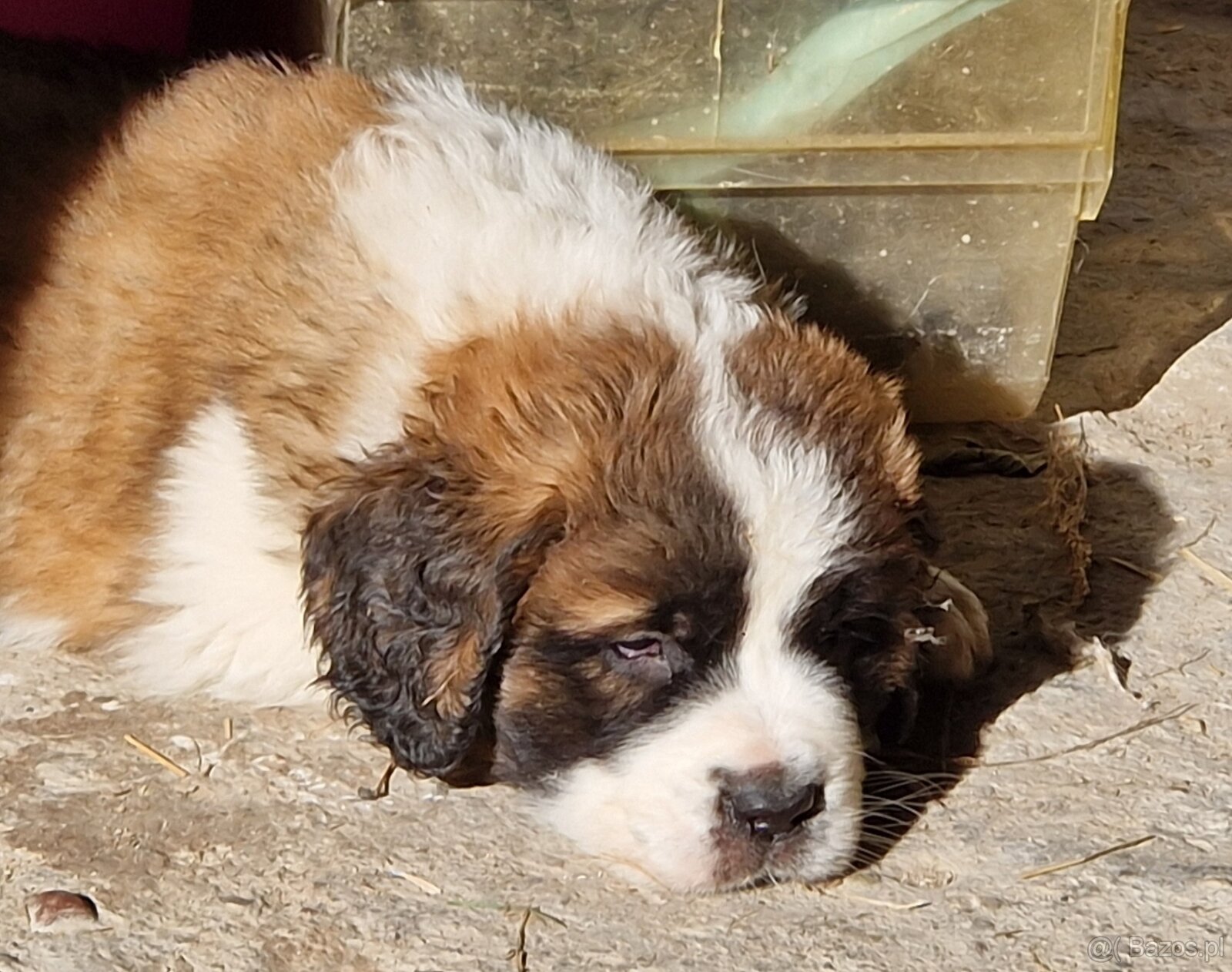 Bernardyn szczenięta-śliczne - 2