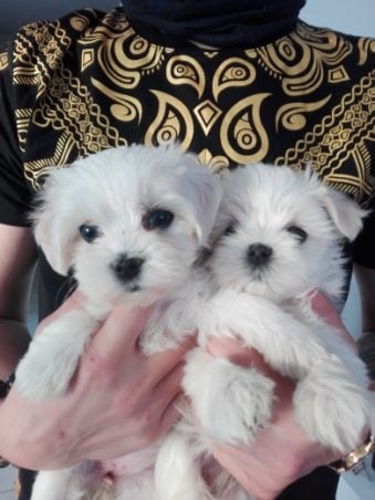 Maltanczyk maltanczyki - 2