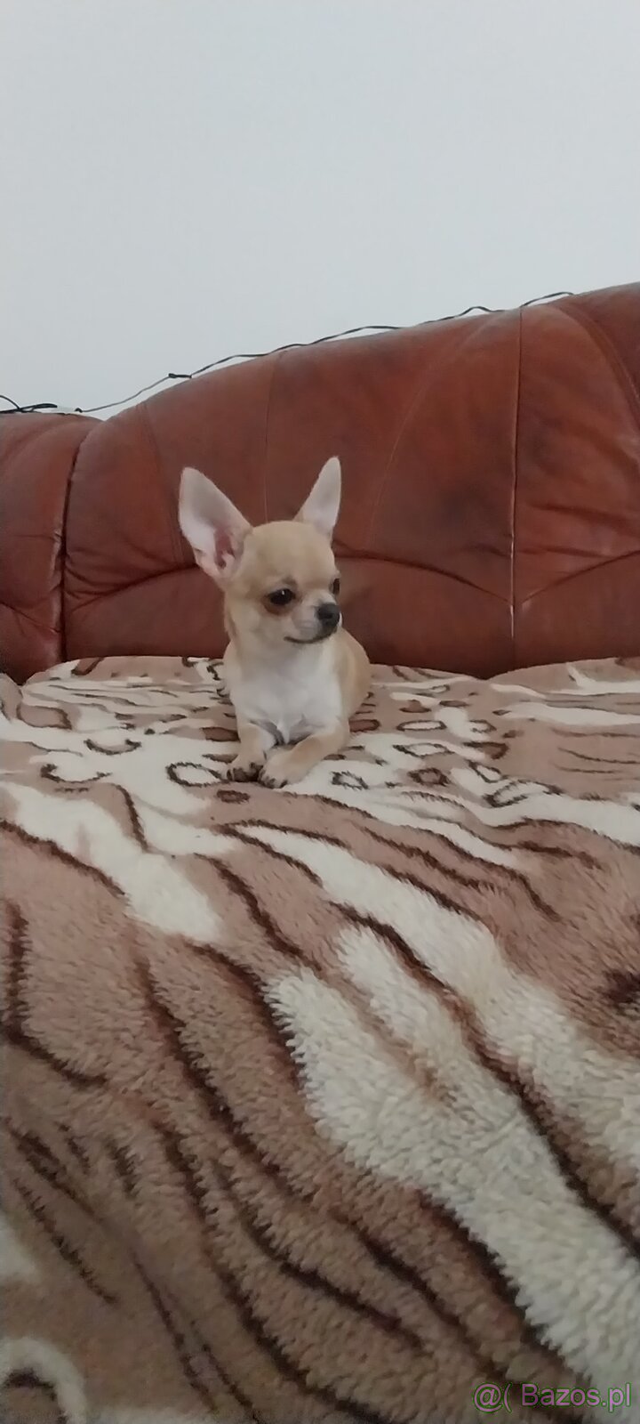 Chihuahua ZKWP / FCI - 2