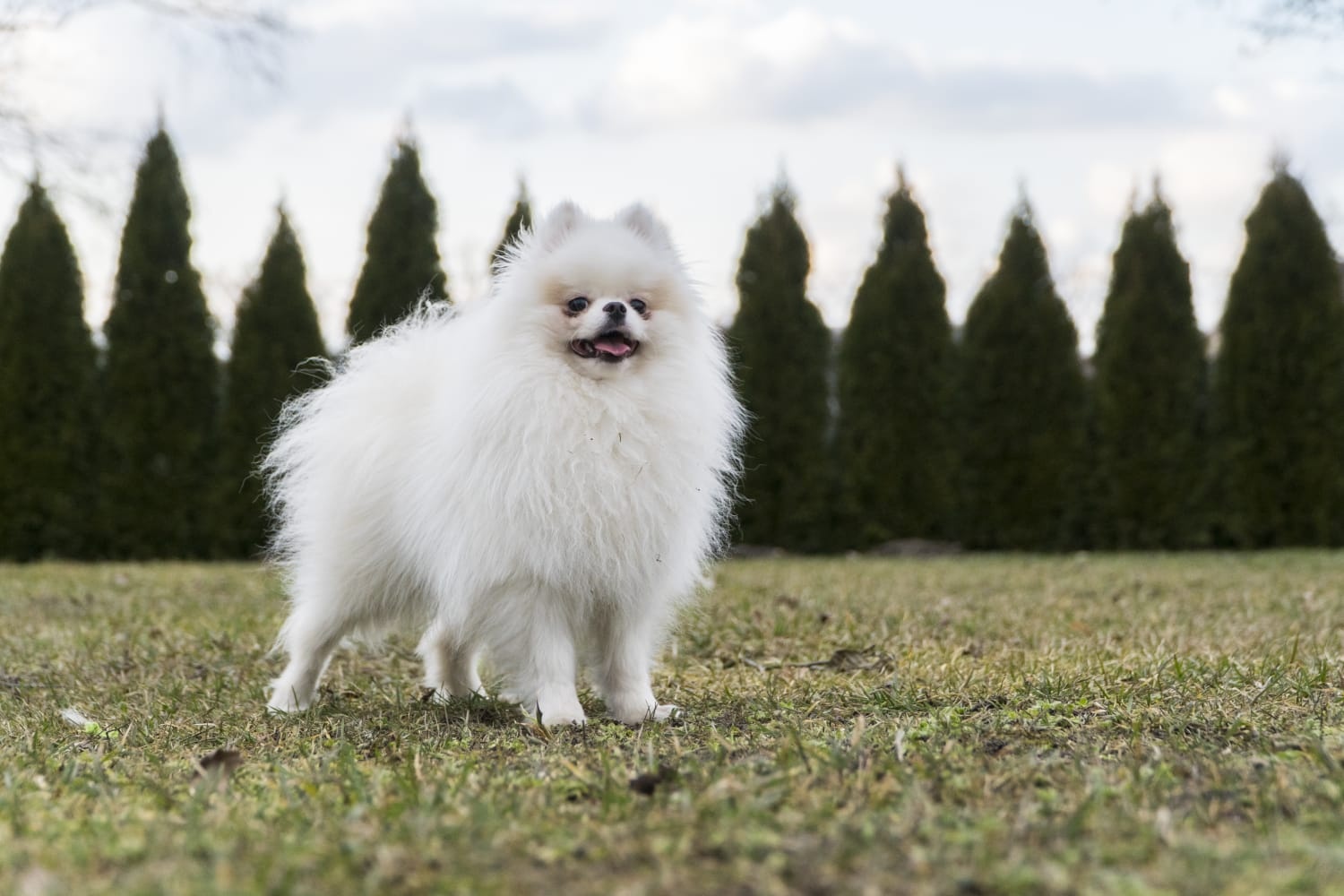 Biały Pomeranian 6 lata – krycie zarejestrowane w OSPiKRP - 2