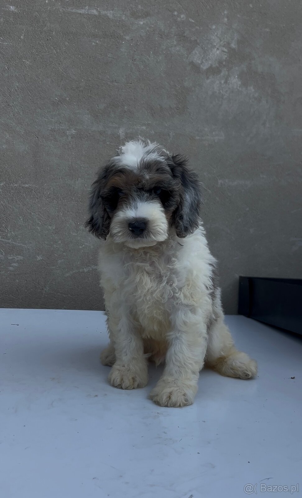 Cockapoo - 2