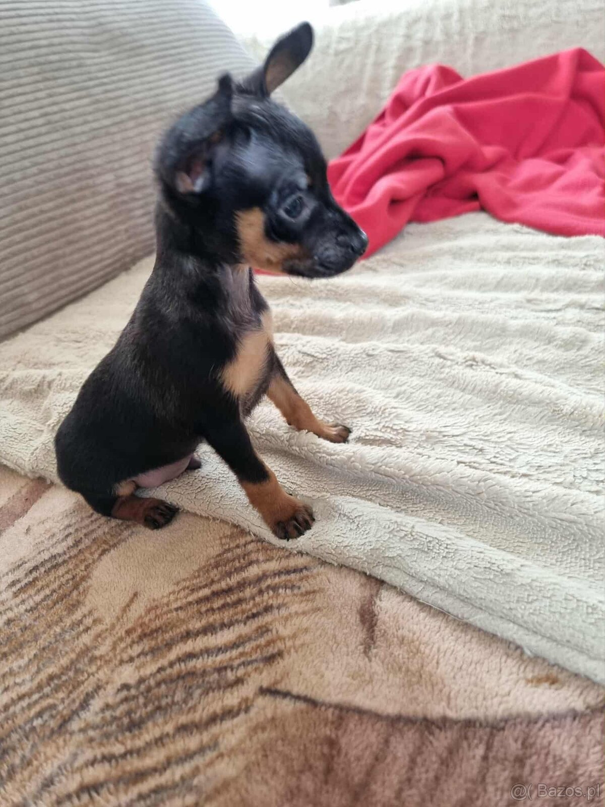 Pinczer miniaturowy - 2