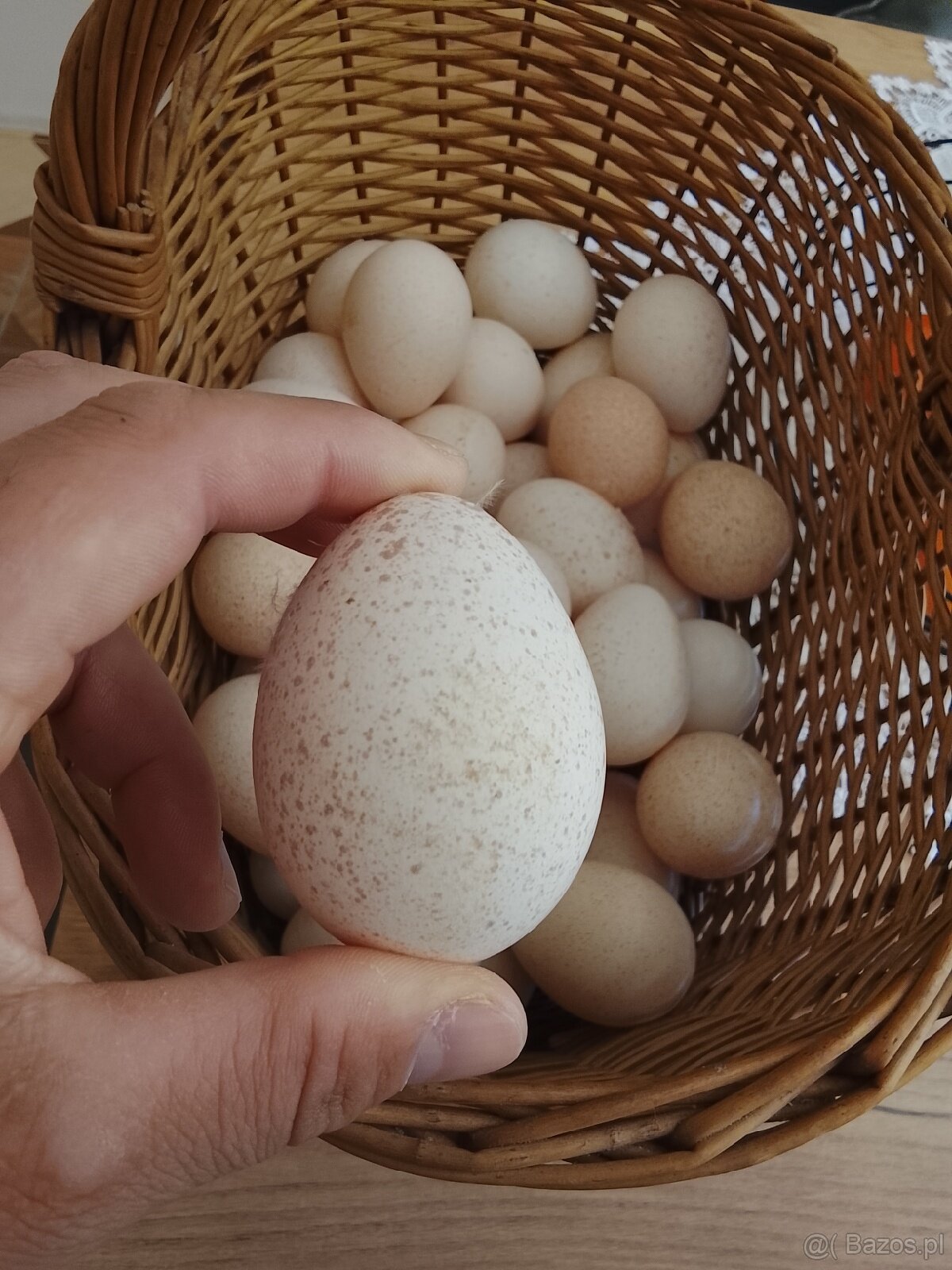 jaja indycze do wylęgu - 2
