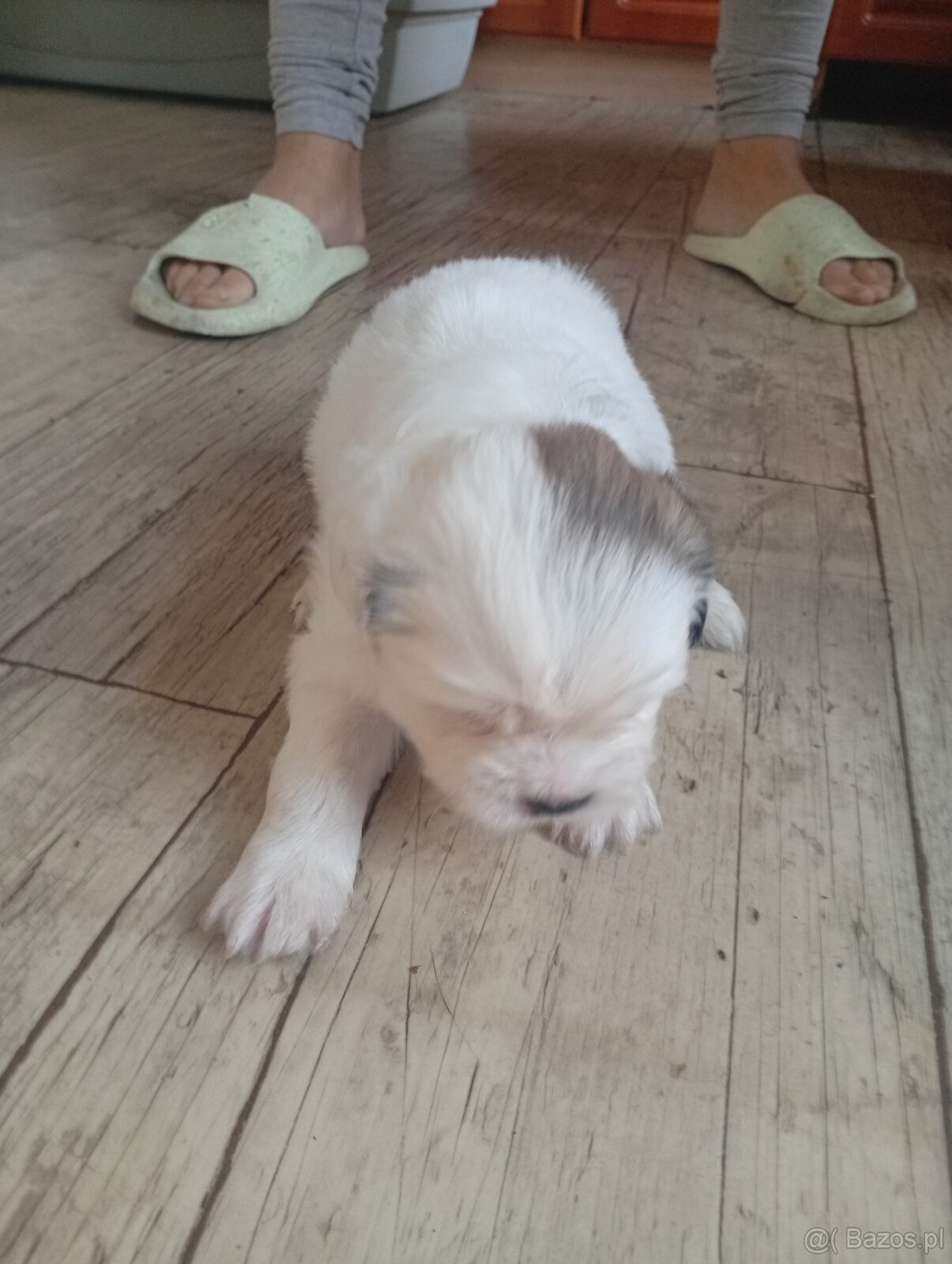 Pieski szukamy nowego domu ❤️ - 2