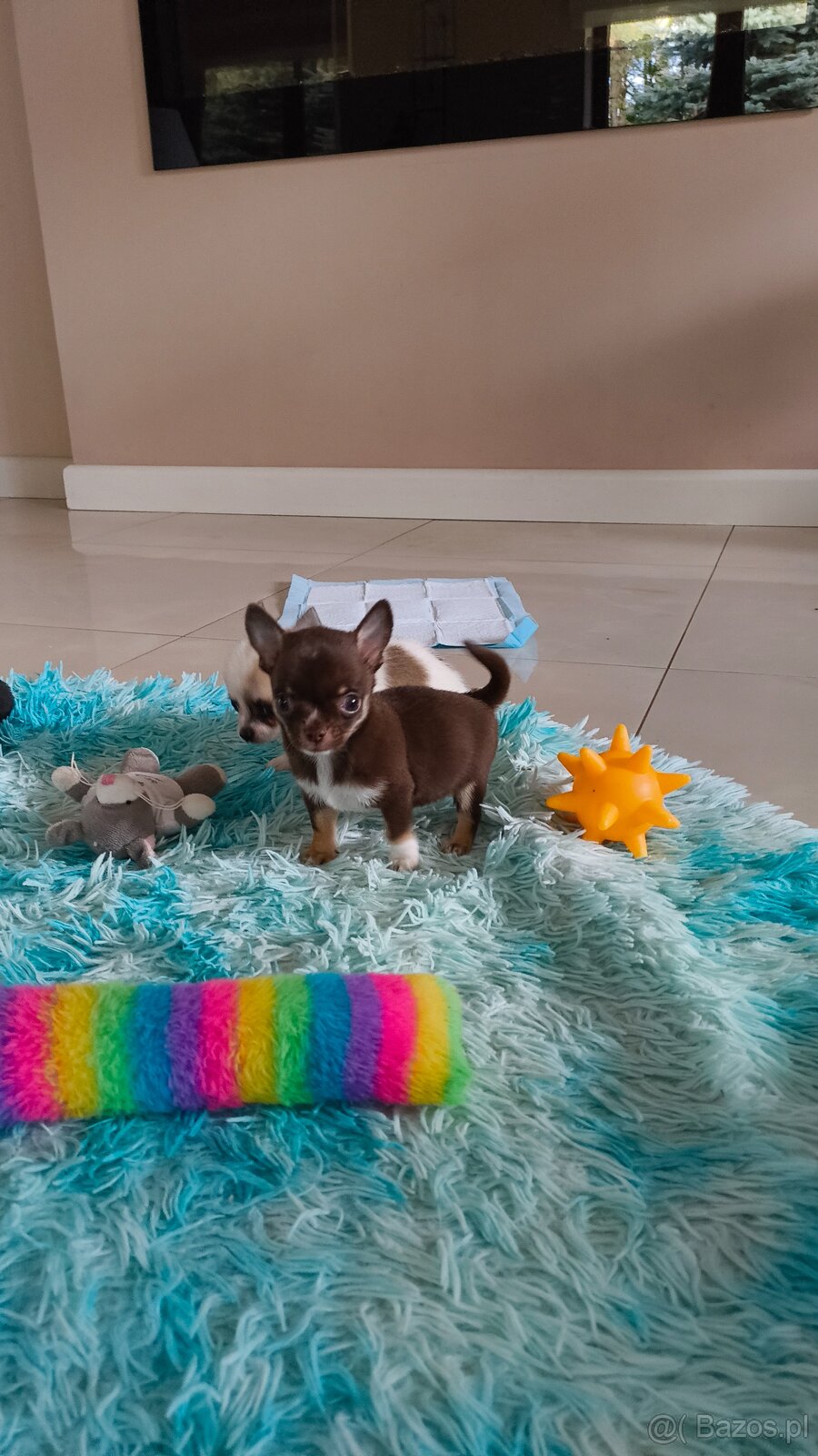 Chihuahua Chihuahułki malutki gang - 2