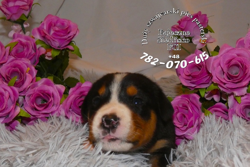 Mamy szczeniaki Duży szwajcarski pies pasterski hodowla FCI - 2