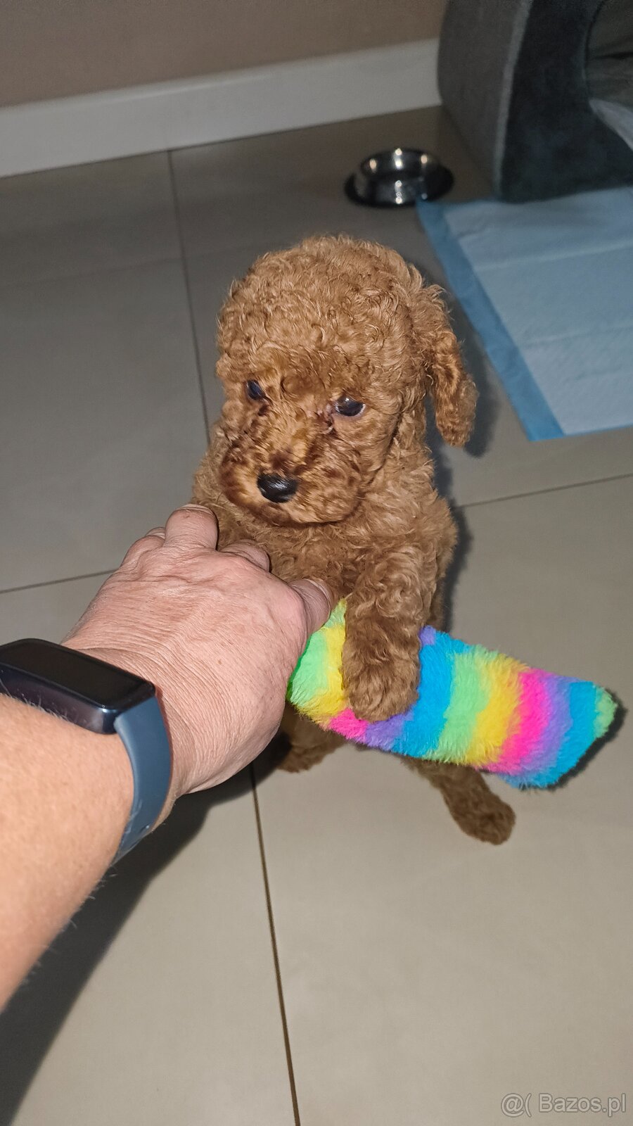 Pudel miniaturowy red - 2