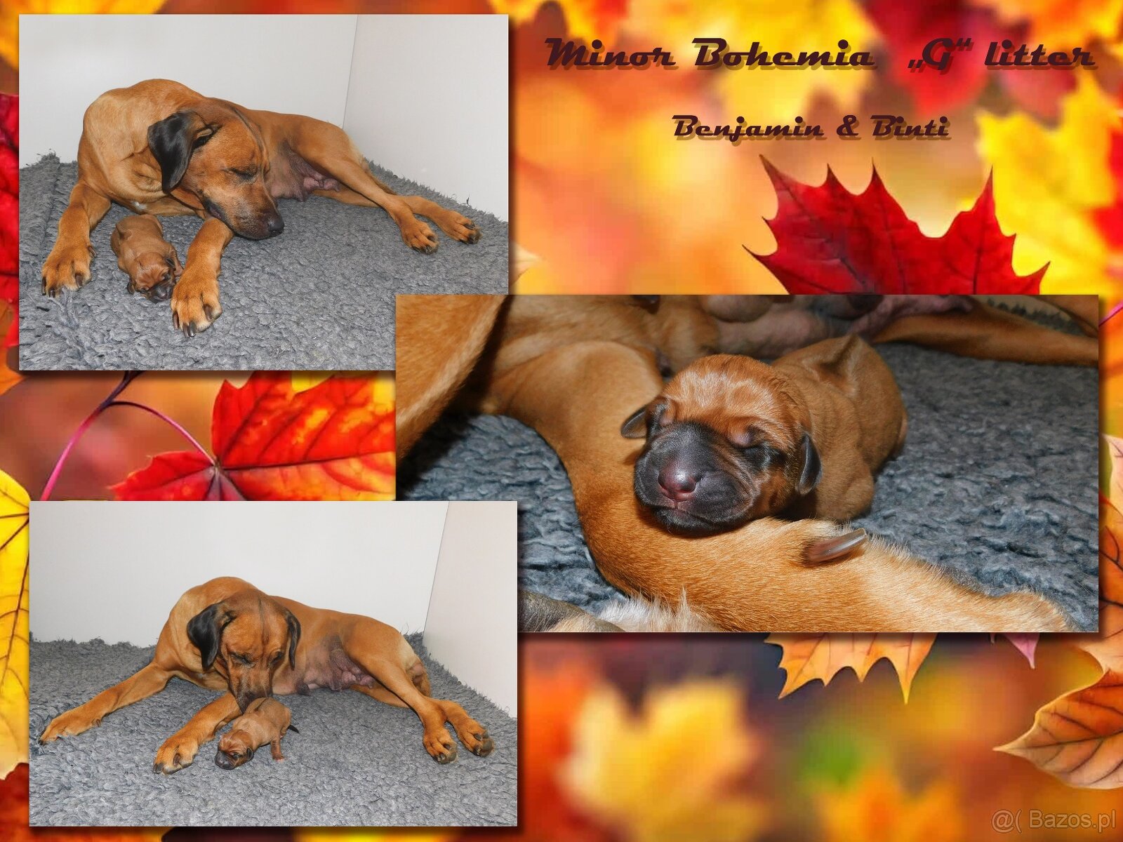 Rhodesian ridgeback- fenka s PP - 2