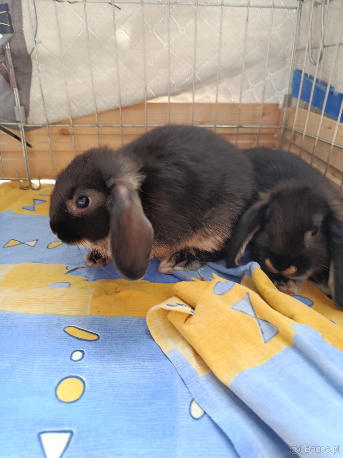 Króliczki mini lop miniaturka baranek - 2