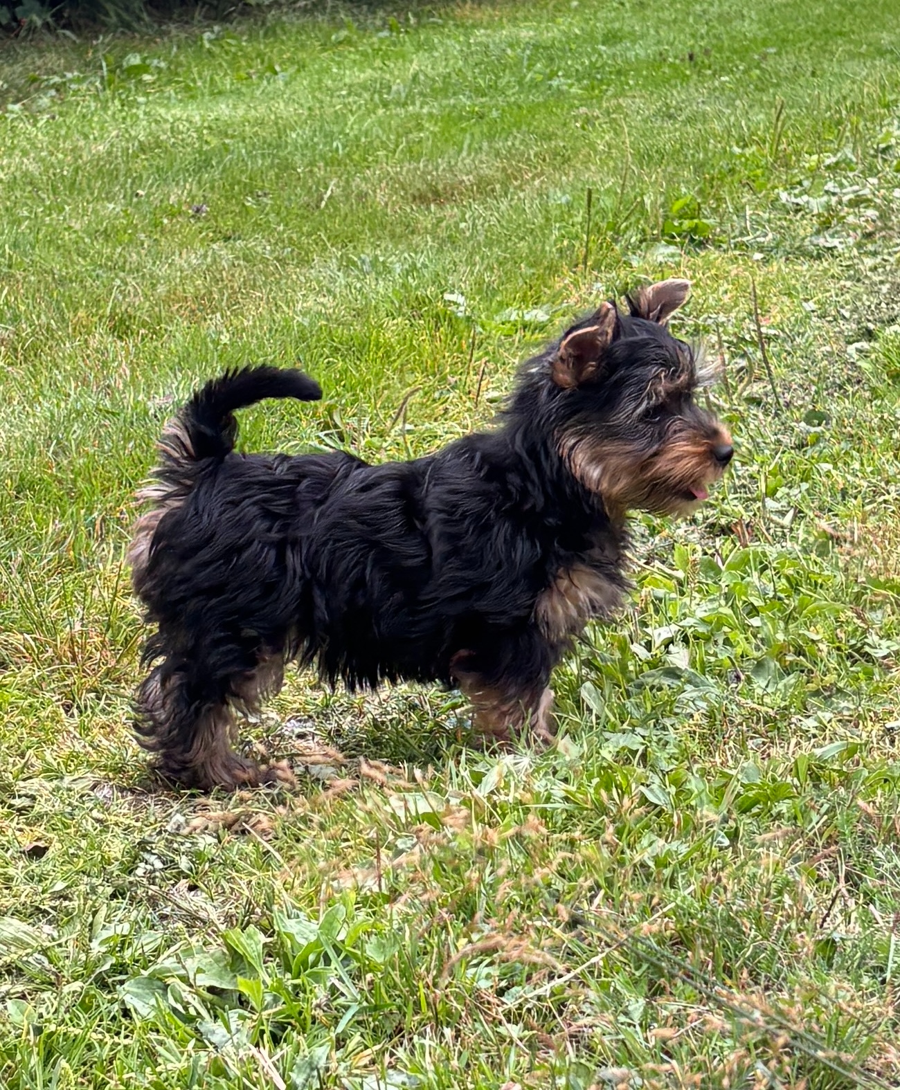 Suczka rasy australijski silky terrier – Dirké - 2
