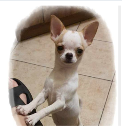 Chihuahua,Cziłała odchowany biały piesek - 2