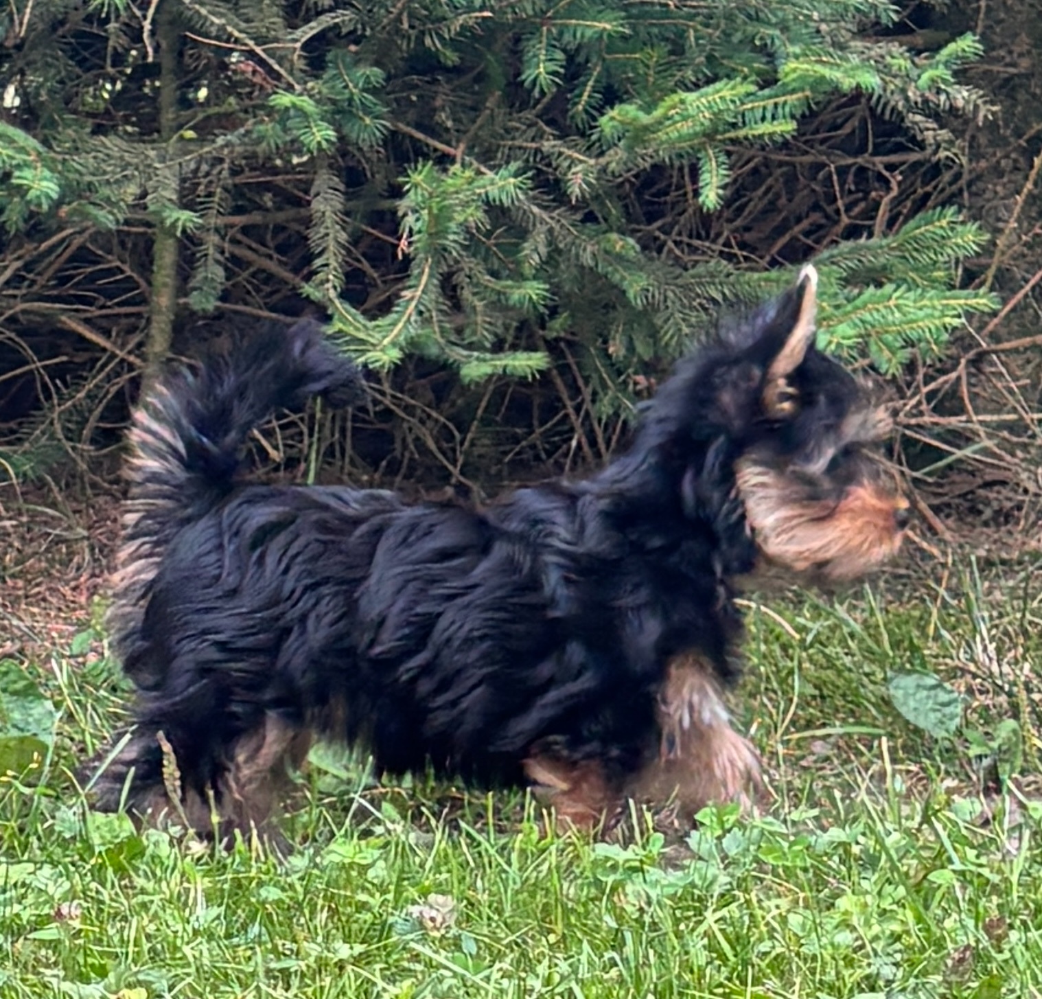 Szczeniak rasy australijski silky terrier – Daphné - 2