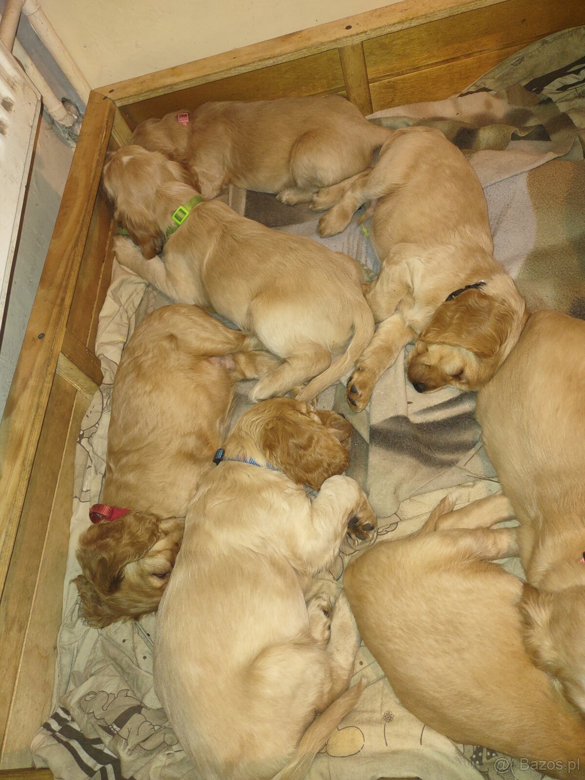 Sprzedam szczeniaki - 2