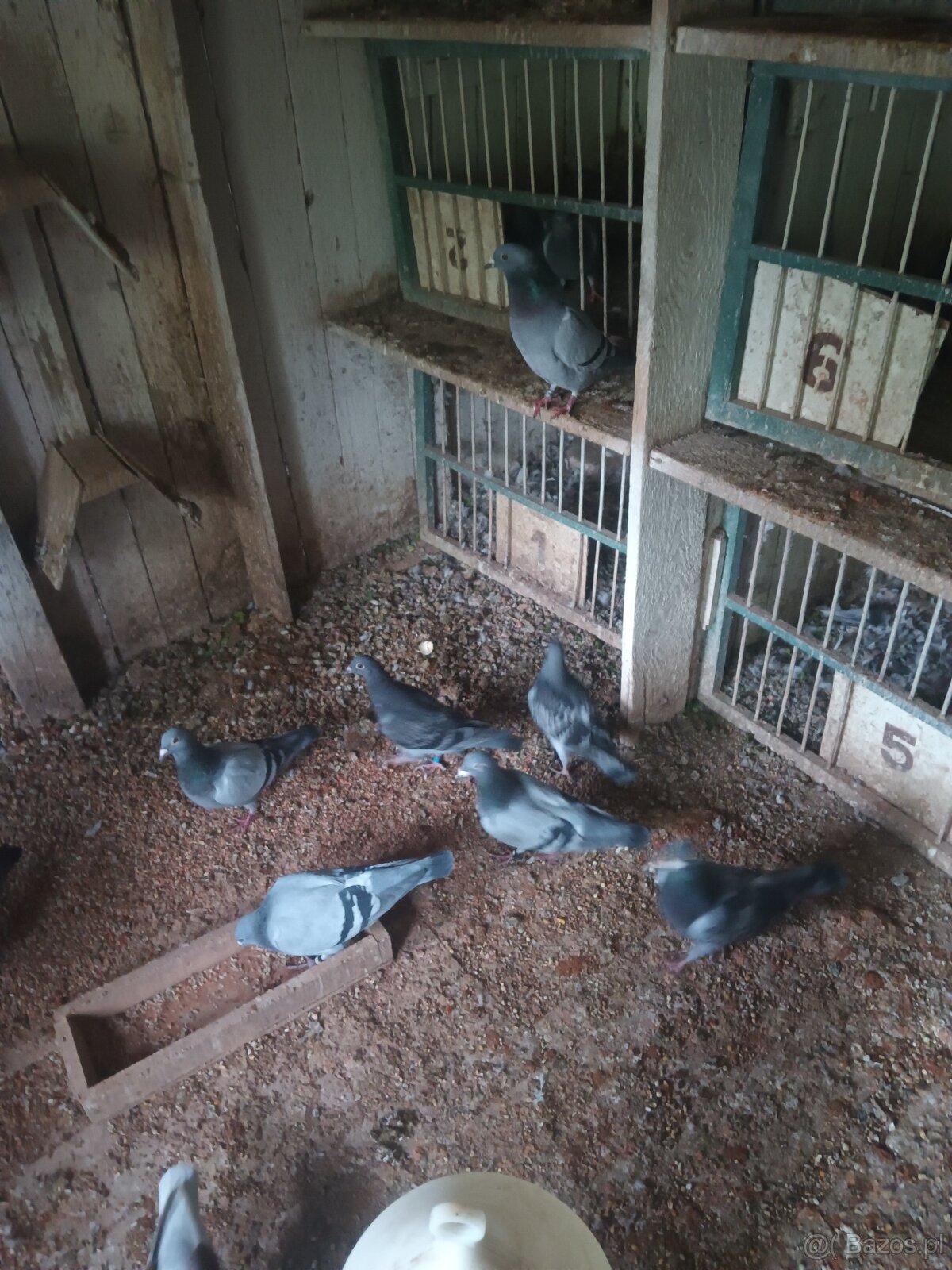 Golebie pocztowe - 2