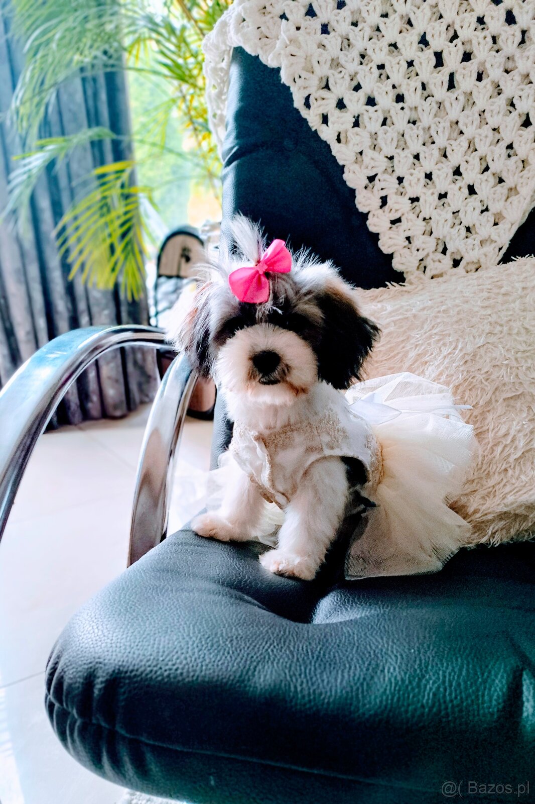 Malshi maleńkie szczęście - 2