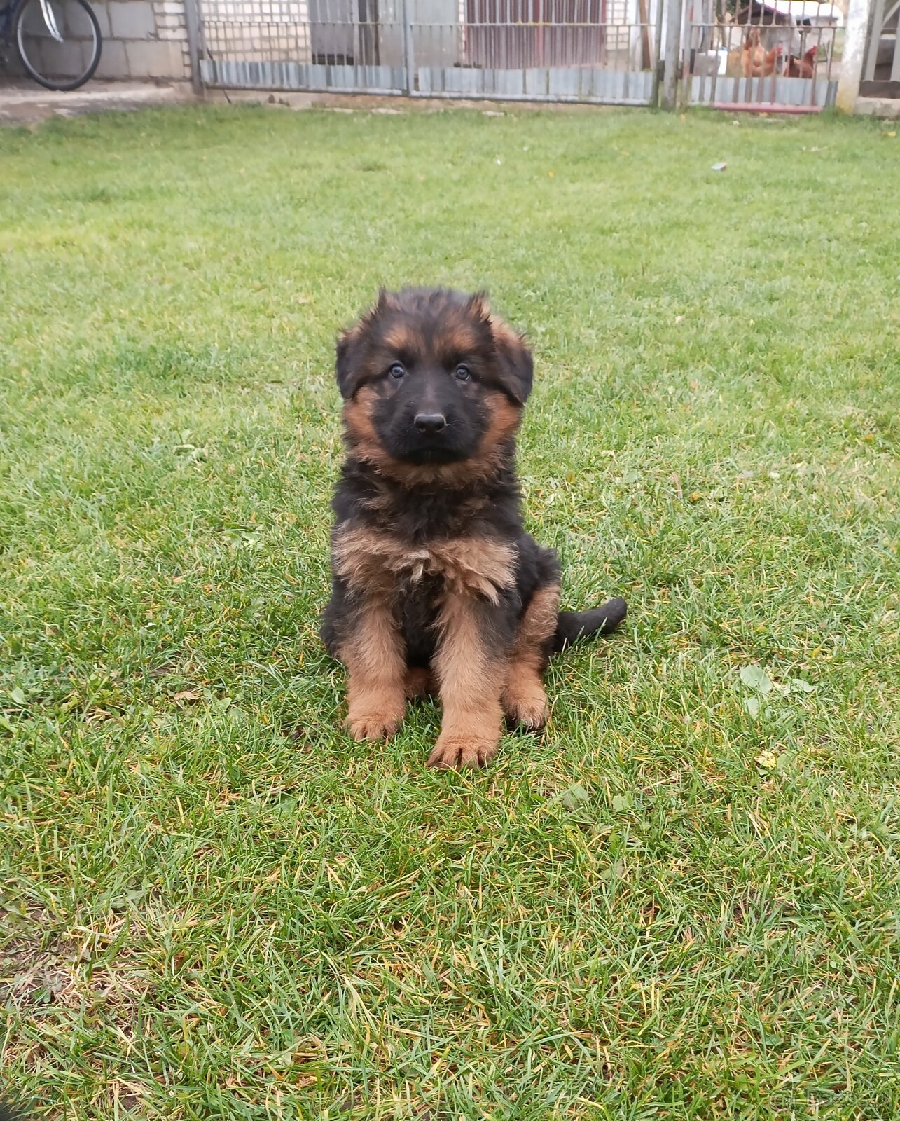 Sprzedam Szczeniaki owczarka niemieckiego - 2