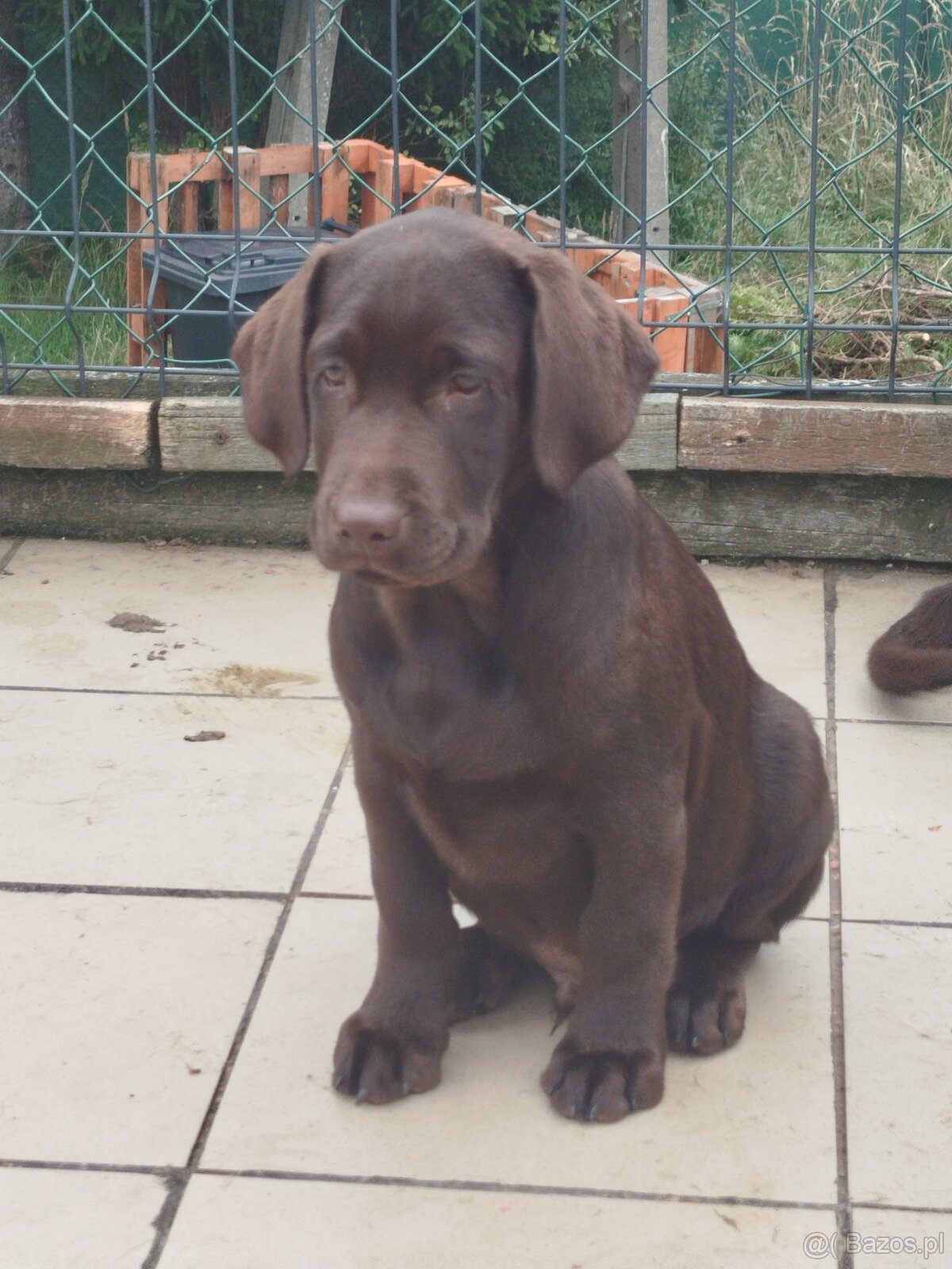 Labrador retriever czekoladowy rodowodowy FCI - 2