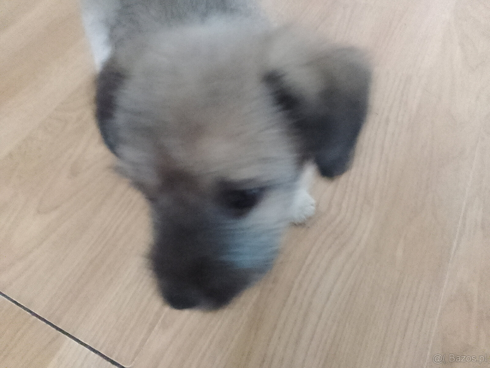 Młody szczeniak - 2