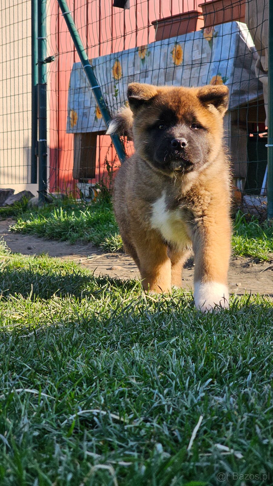 Amerykańska akita z PP - 2