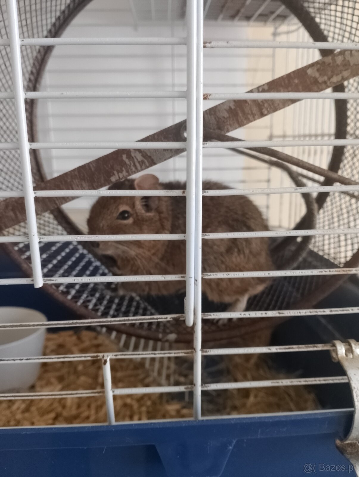 Sprzedam koszatniczki - 2