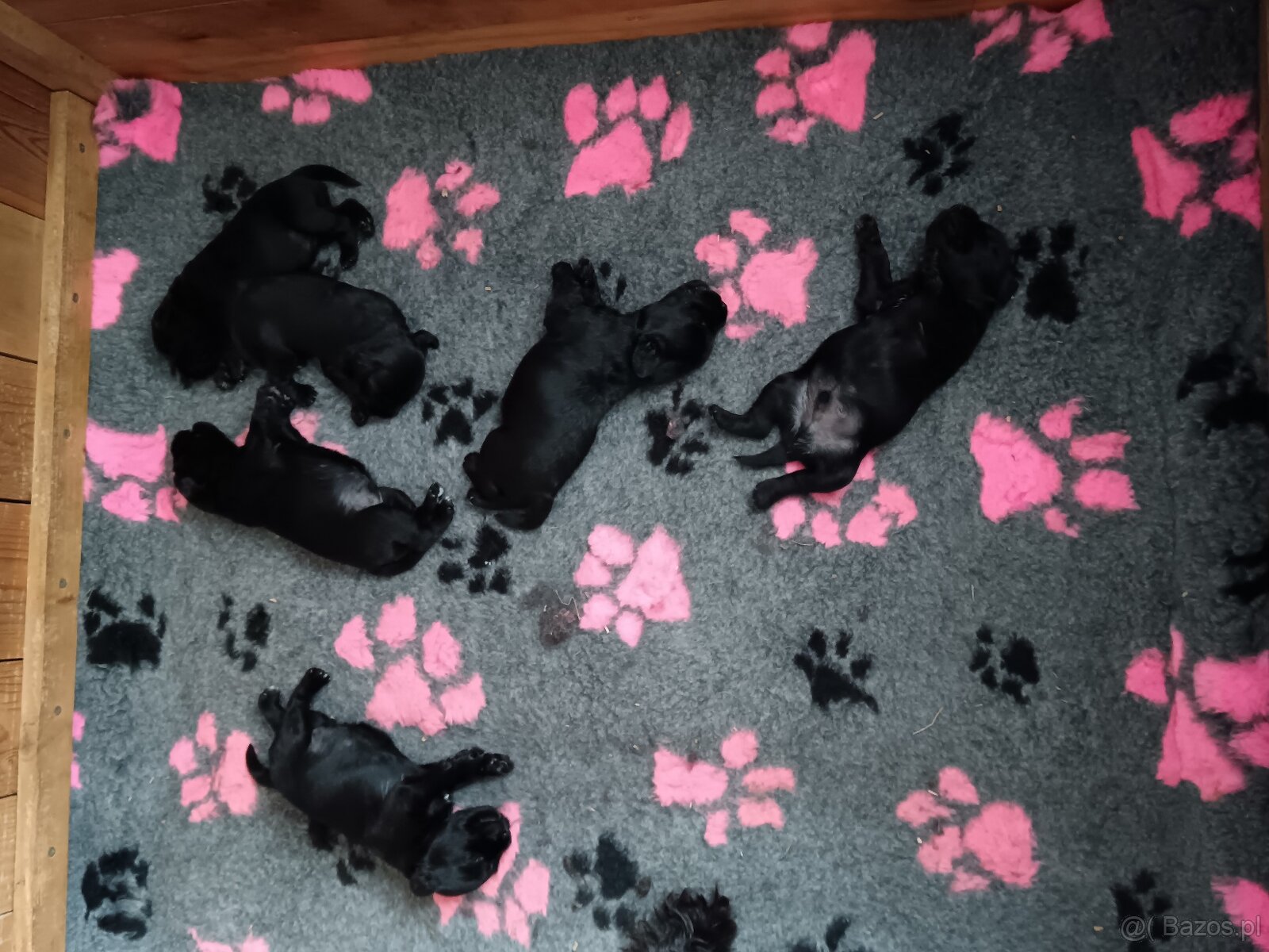 Sznaucer miniaturowy - 2