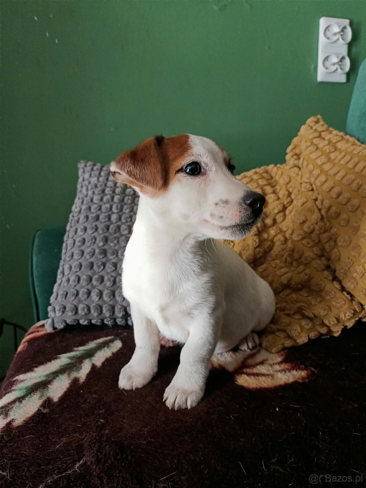 Wzorcowy gładki Jack Russell rodzice FCI - 2