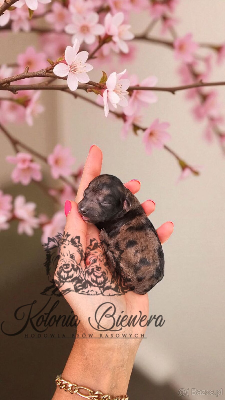 Pudel Miniaturowy piesek Merle Badania genetyczne - 2