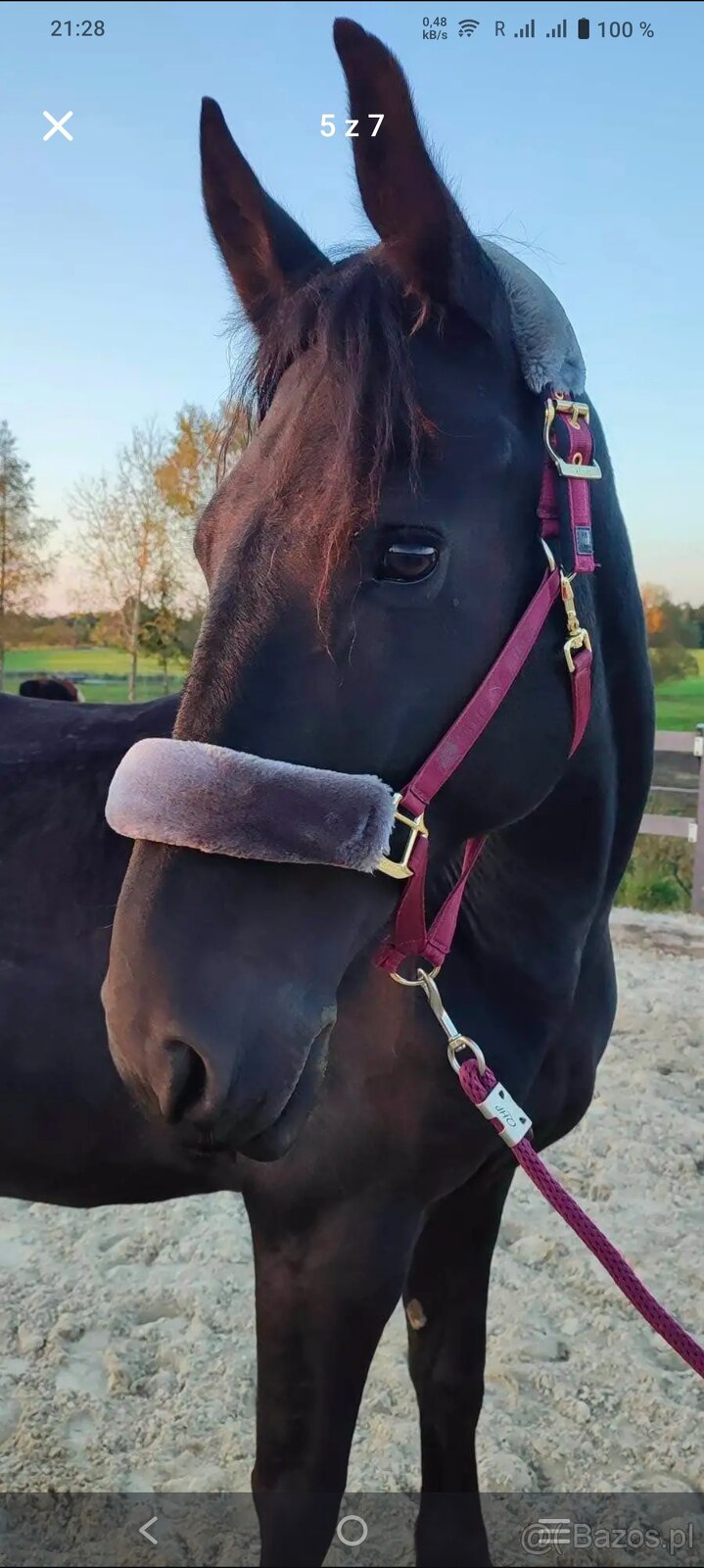 Uroczy wałach 8lat - 2