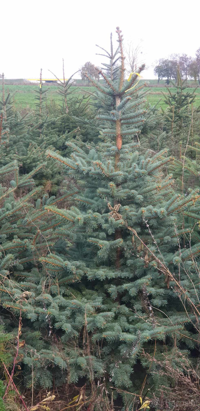 CHOINKI Ładne świerki i jodły cięte - 2