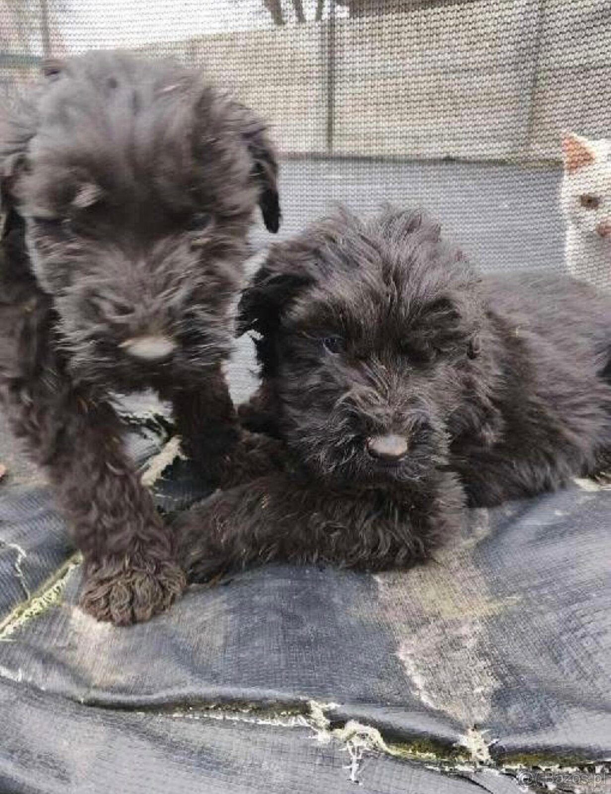 Sprzedam suczkę terier rosyjski czarna - 2