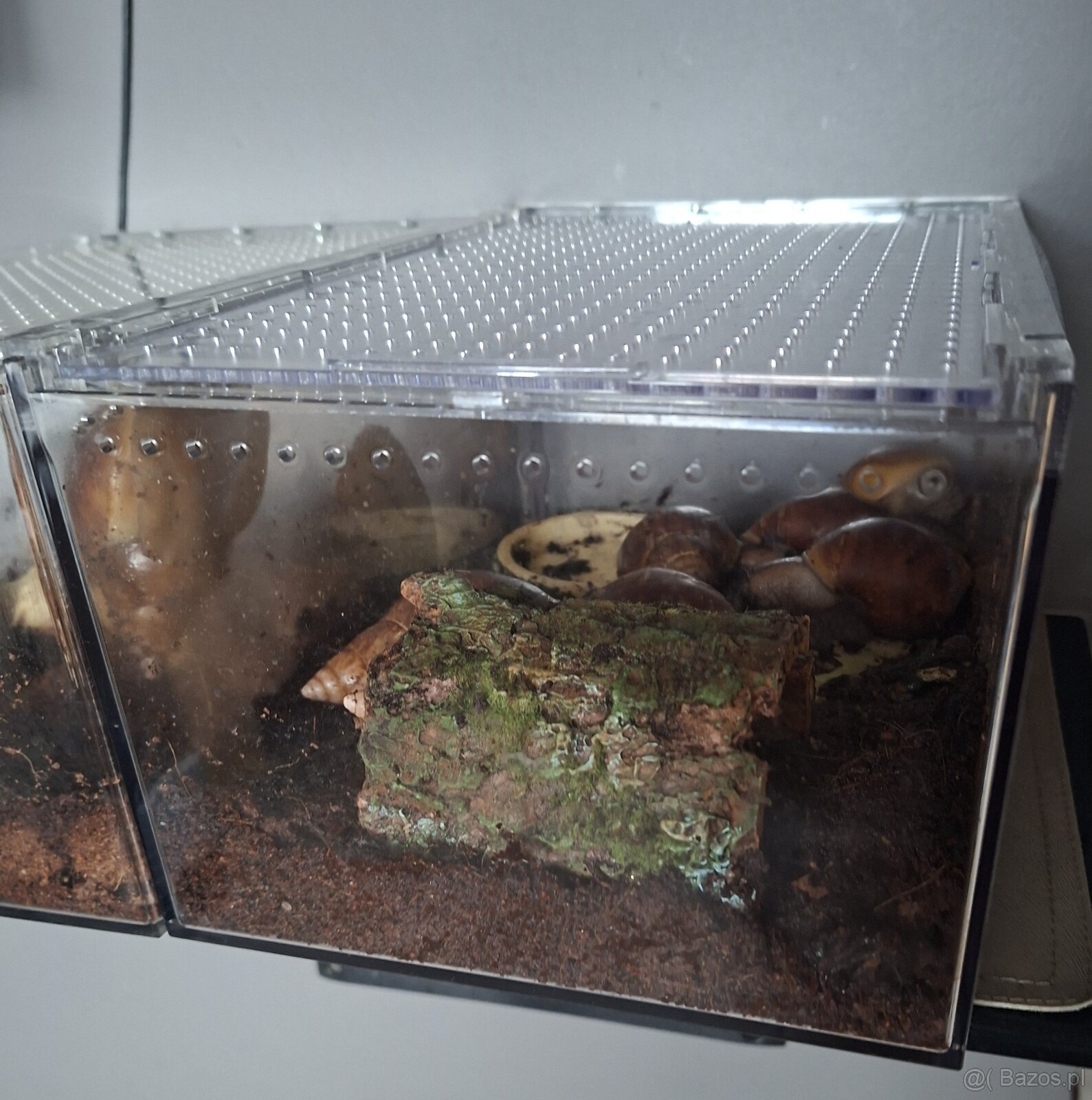 Sprzedam Ślimaki afrykańskie Lissachatina+terrarium - 2