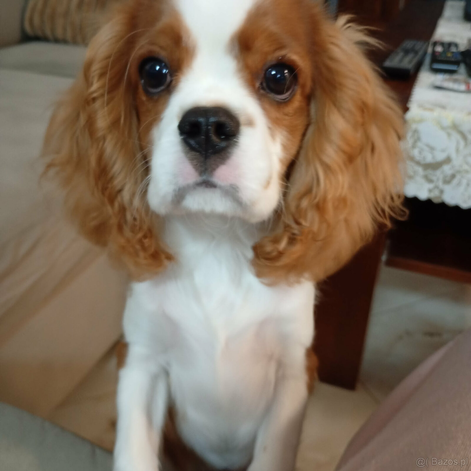 Cavalier King Charles Spaniel FCI (ZKwP) piesek - 2