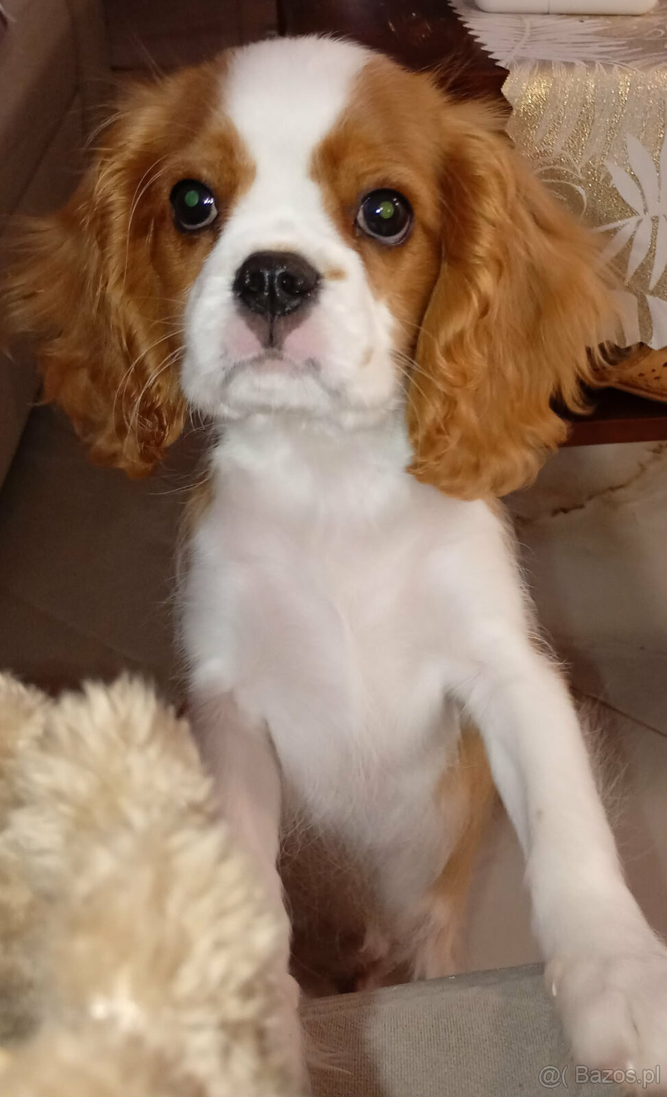 Cavalier King Charles Spaniel FCI (ZKwP) piesek - 2