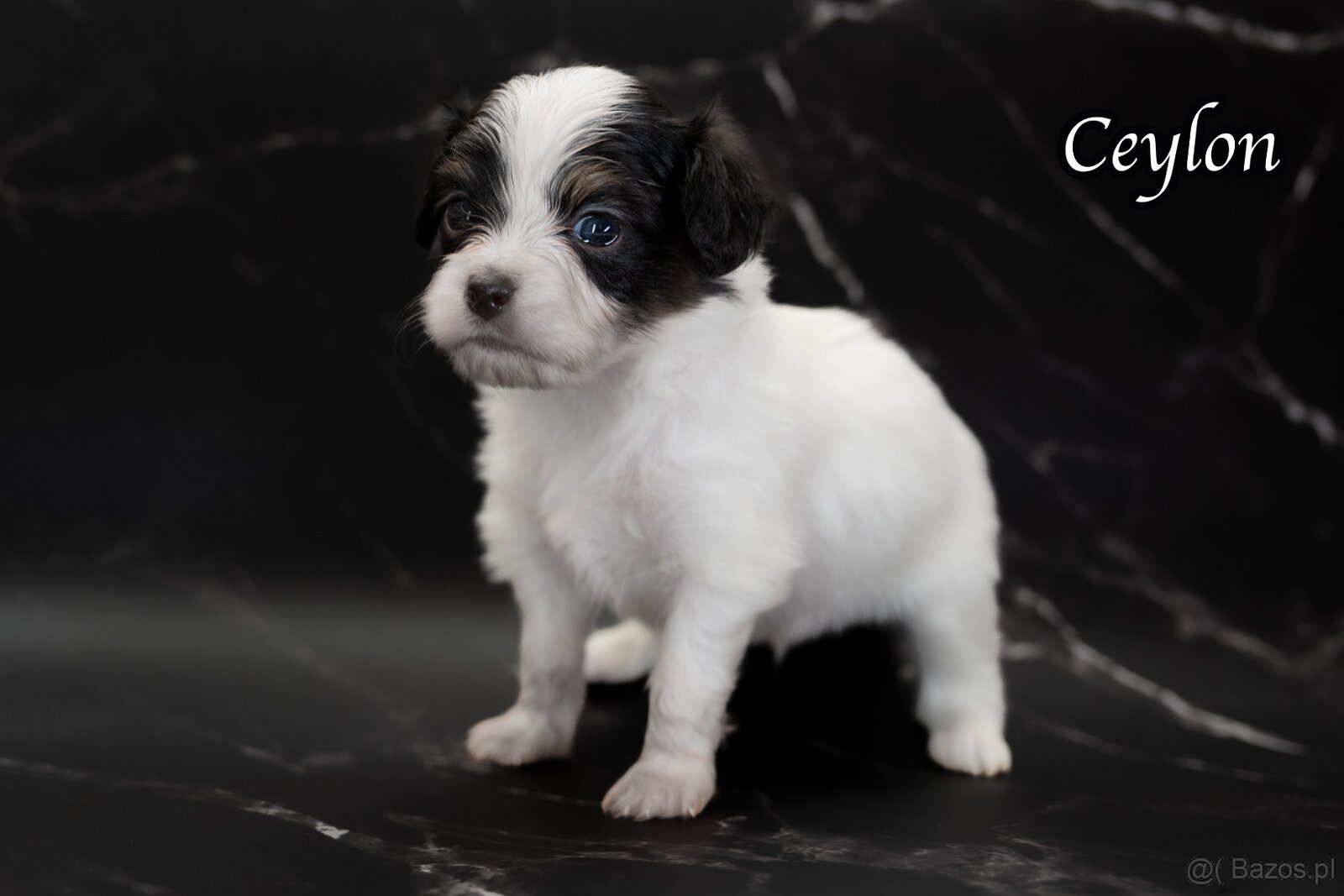 Spaniel kontynentalny miniaturowy – odmiana Phalène z rodowo - 2