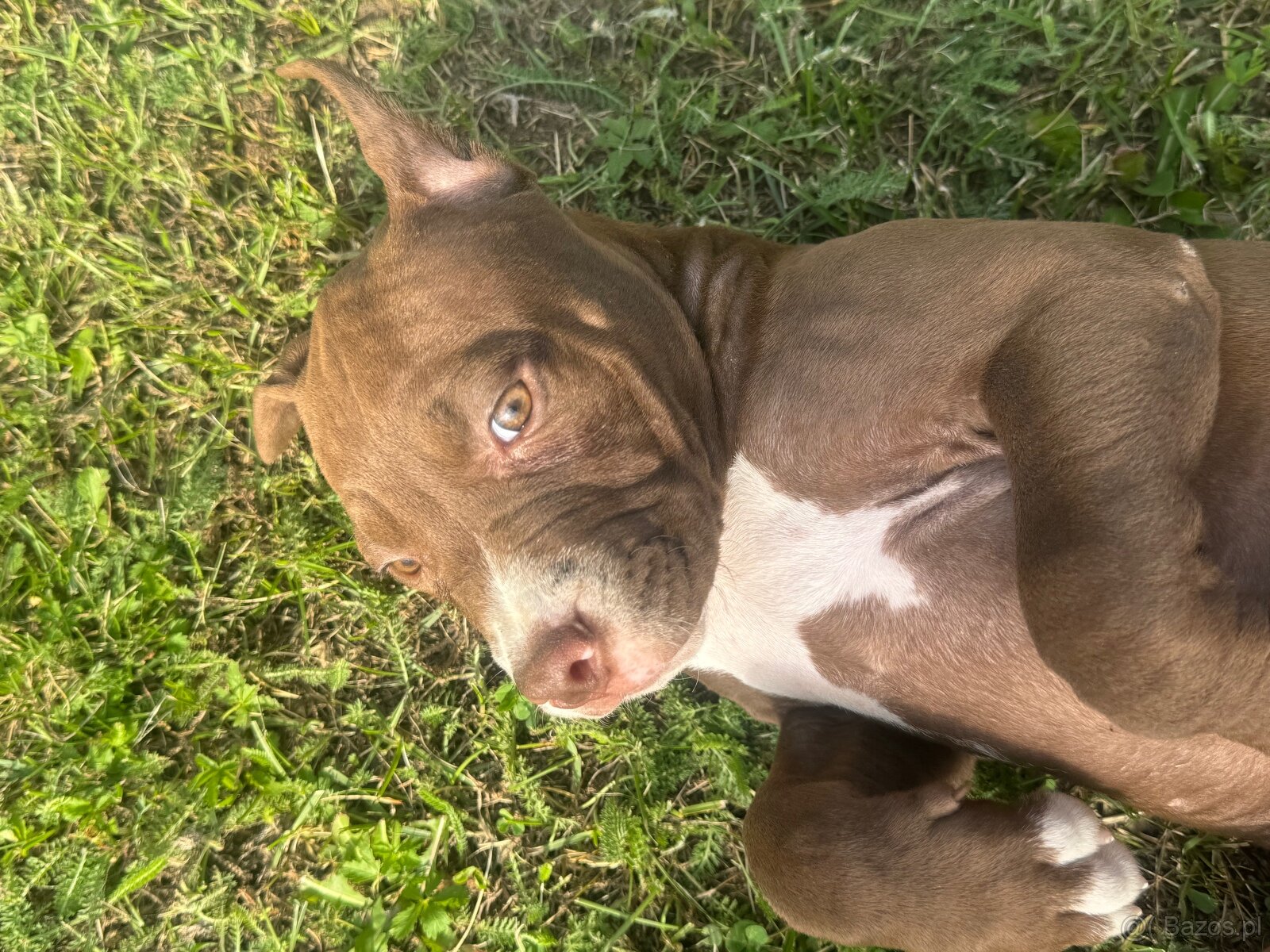 Suczka 1,5 roczna pitbull - 2