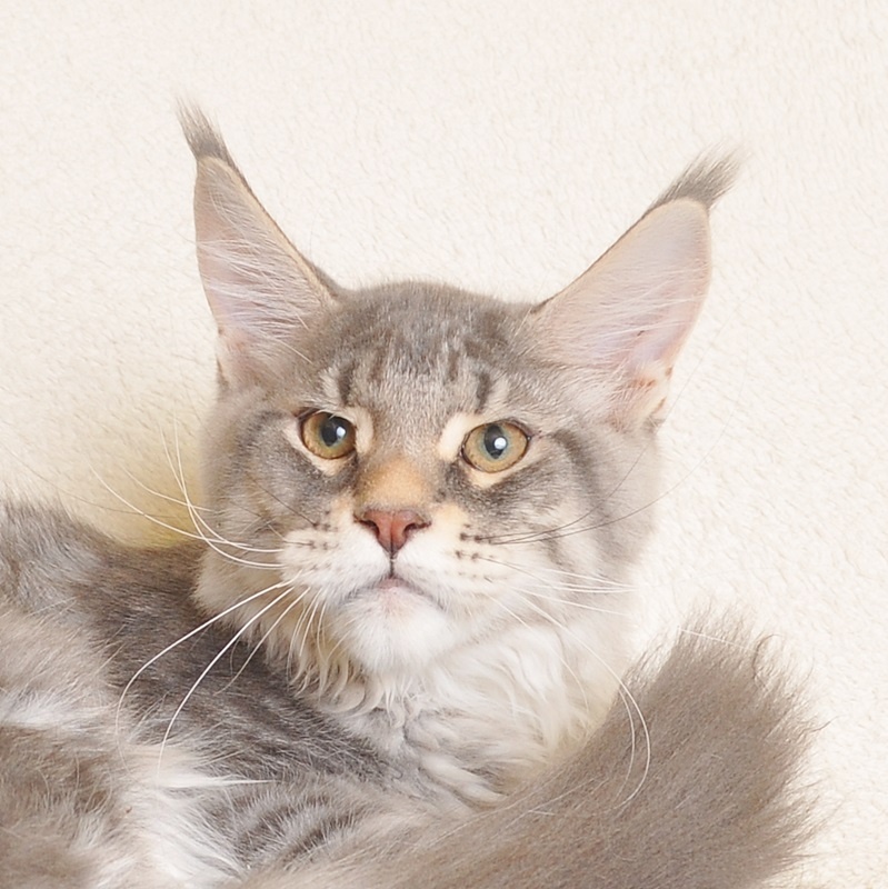 Śliczny kocurek Maine Coon PZF/WCF - LEGALNA HODOWLA - 2