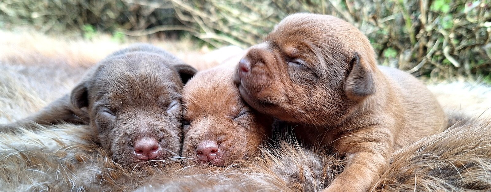 Szczeniaki Patterdale Terrier ZKWP FCI - 2