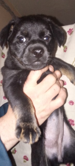 Oddam szczeniaki mieszance - 2